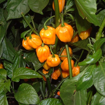 Picture of Scotch Bonnet Yellow Chilli Pepper