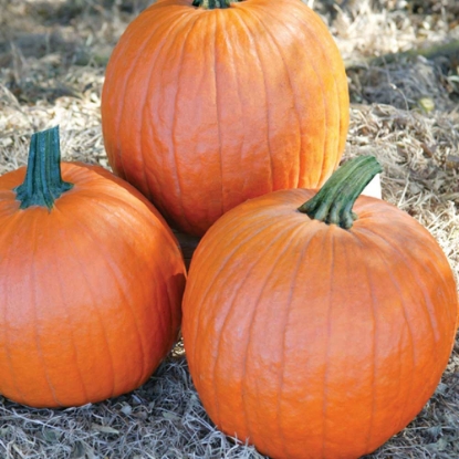 Picture of Pumpkin Gladiator F1