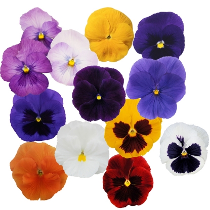 Picture of Pansy Premier Mixed F1