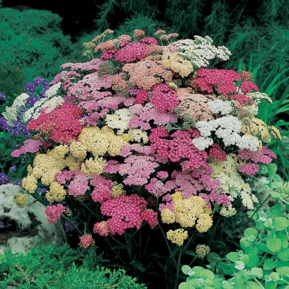 Picture of Achillea Summer Pastels F2