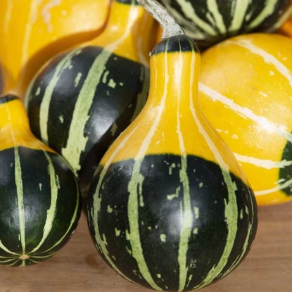 Picture of Ornamental Gourd Pear Bicolour