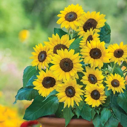Picture of Helianthus (Sunflower) Dwarf Sunray Yellow F1