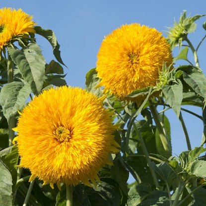 Picture of Helianthus (Sunflower) Double Sun King