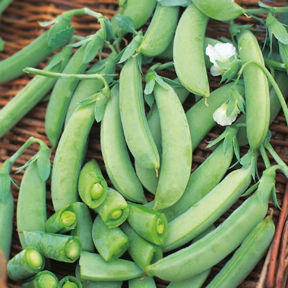 Picture of Organic Progress Pea No 9