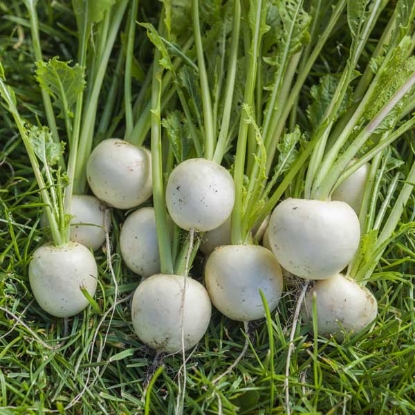 Picture of Turnip Temari White F1