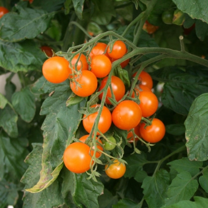 Picture of Tomato Golden Cherry