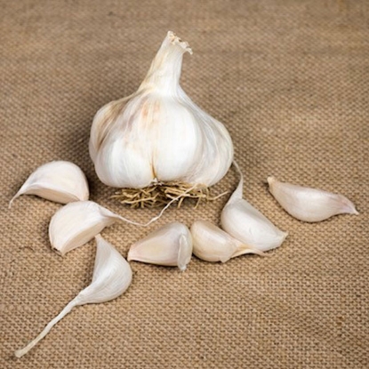 Picture of Garlic Bulbs Provence Wight (Softneck)