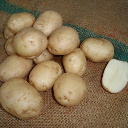 Picture of Potatoes Foremost - First Early
