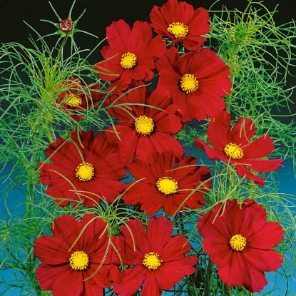 Picture of Cosmos - Sensation Dazzler