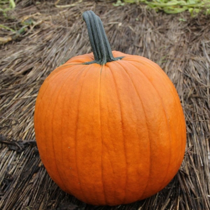 Picture of Pumpkin Aladdin F1