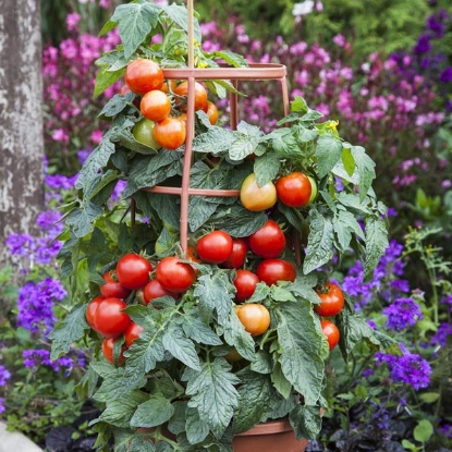 Picture of Tomato Summerlast F1