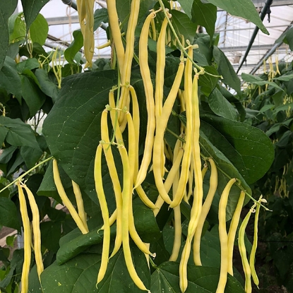 Picture of Climbing French Bean - Sunshine