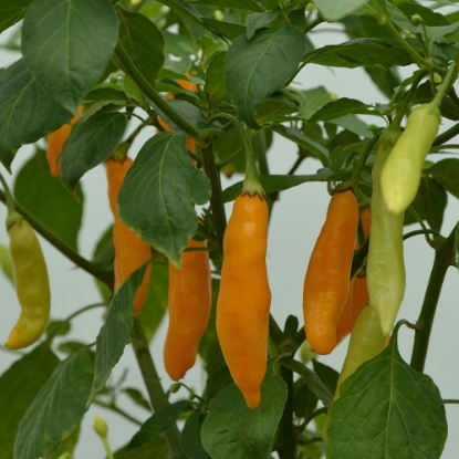 Picture of Capsicum Baccatum Pepper Madre Vieja
