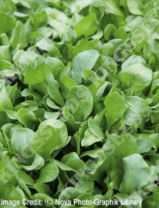 Picture of Agricultural Seed - Chicory