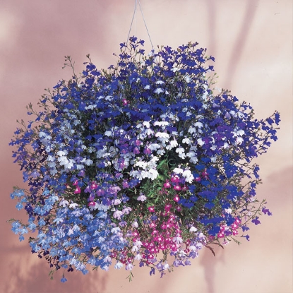 Picture of Lobelia Regatta Mix