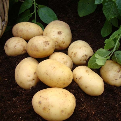 Picture of Potatoes Nadine - Second Early