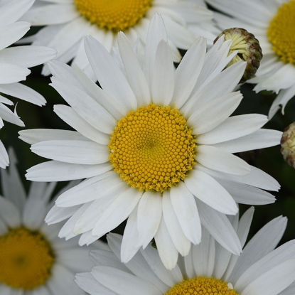 Picture of Chrysanthemum Leucanthemum Superbum Madonna F1