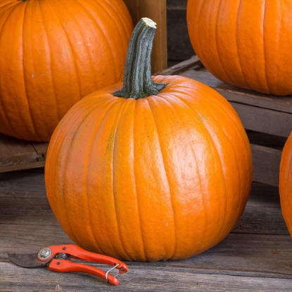 Picture of Pumpkin TZ 9960 Cauldron F1