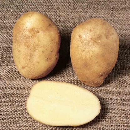 Picture of Potatoes Wilja - Second Early