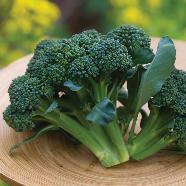 Calabrese (Broccoli) Sun King F1 | Wholesale & commercial seed ...