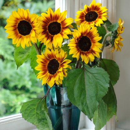 Picture of Helianthus (Sunflower) Helios Flame F1