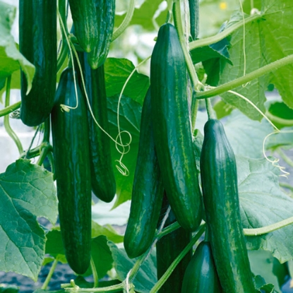 Picture of Cucumber Femspot F1