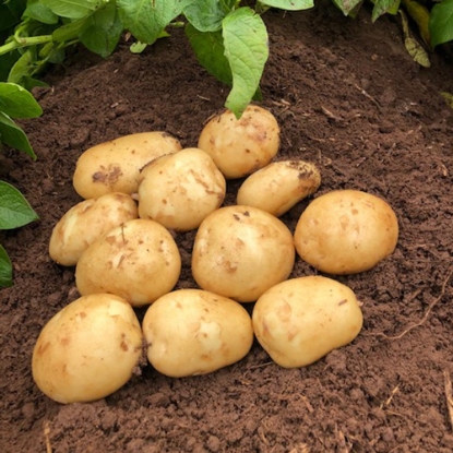 Picture of Potatoes Acoustic - Second Early