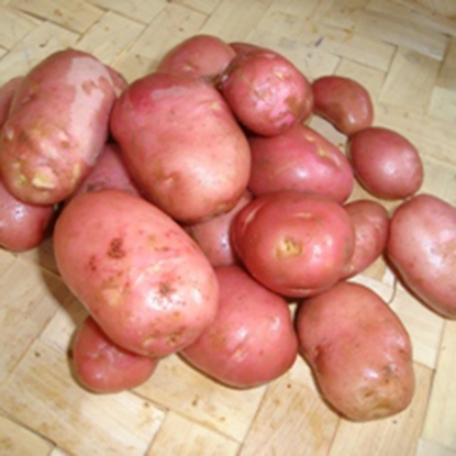 Picture of Potatoes Desiree - Early Main