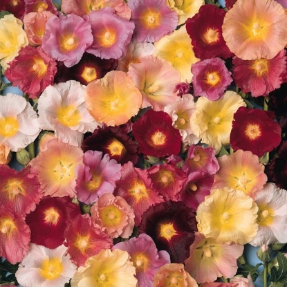 Picture of Hollyhock Ficifolia Happy Lights Mixed