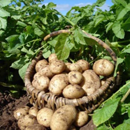 Picture of Potatoes Maris Piper - Early Main