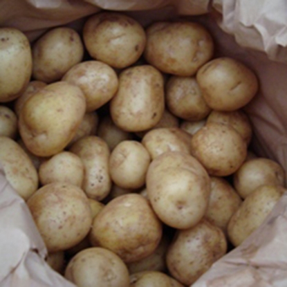 Picture of Potatoes Marfona - Second Early