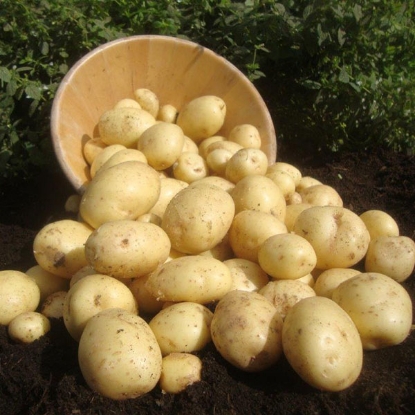 Picture of Potatoes Casablanca - First Early