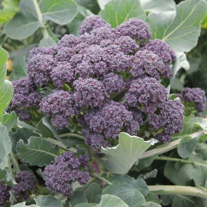 Picture of Broccoli Purple Sprouting Burgundy F1