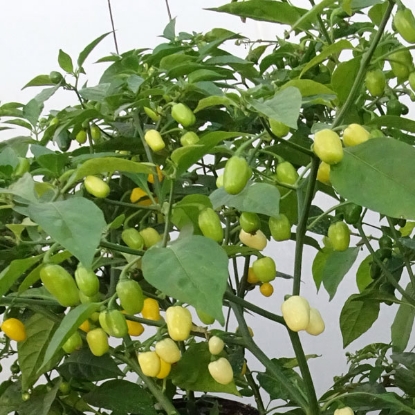 Picture of Capsicum Pepper Habanero White Heat