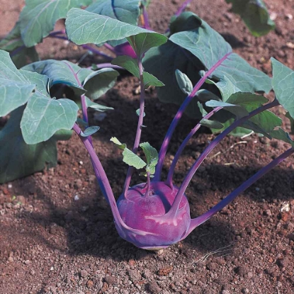 Picture of Organic Kohl Rabi Azure Star