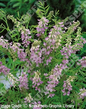 Picture of Galega Officinalis