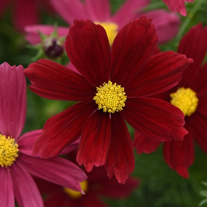 Picture of Cosmos Sonata Red Shades Premium
