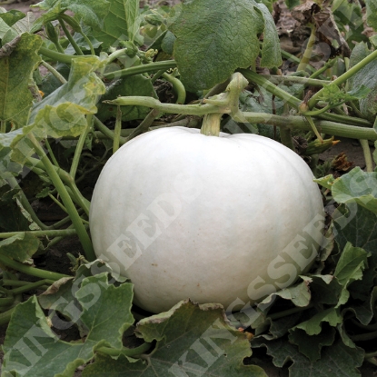 Picture of Pumpkin Crystal Star F1