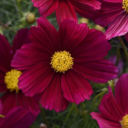Picture of Cosmos Sonata Purple Shades Premium