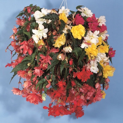Picture of Begonia Illumination Mixed F1