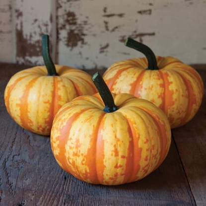 Picture of Pumpkin Blaze F1 Tz8302