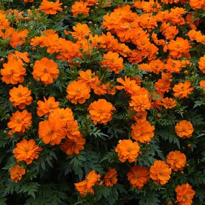 Picture of Cosmos Sulphureus Mandarin