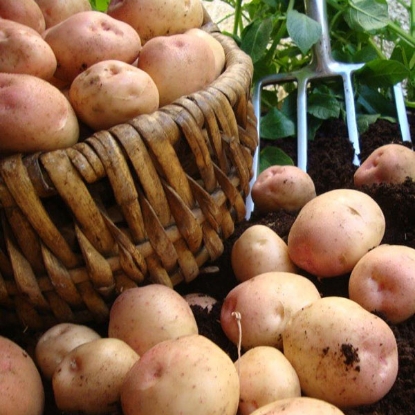 Picture of Potatoes Kerrs Pink - Late Main