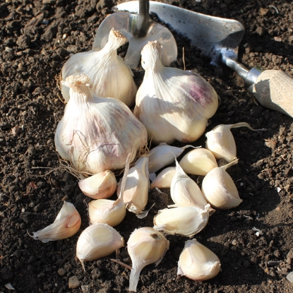 Picture of Garlic Bulbs Maddock Wight (Softneck)