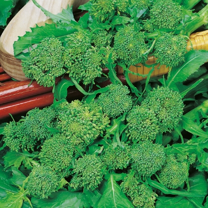 Picture of Organic Broccoletti