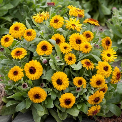 Picture of Calendula Bulls Eye
