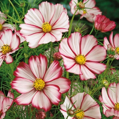 Picture of Cosmos Sensation Picotee