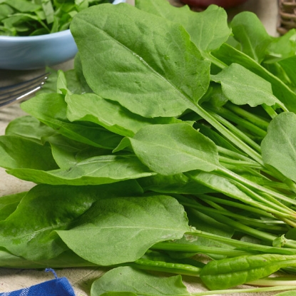 Picture of Herb Sorrel French Green De Belleville (Rumex Acetosa)
