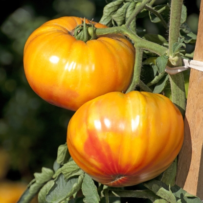 Picture of Tomato Buffalosun F1