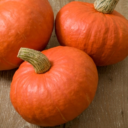 Picture of Winter Squash Sunshine F1